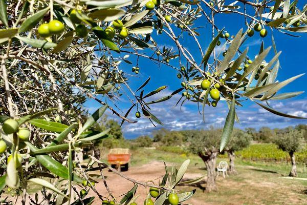 Erdek’te zeytin üretimi için stok yönetimi